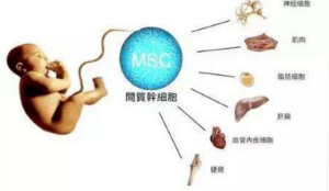 新生儿干细胞储存对于产妇和宝宝身体是否有伤害?