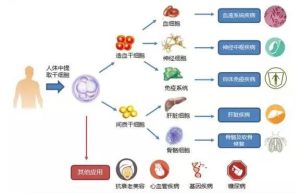 干细胞的作用有哪些