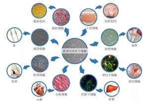 干细胞适用人群有哪些